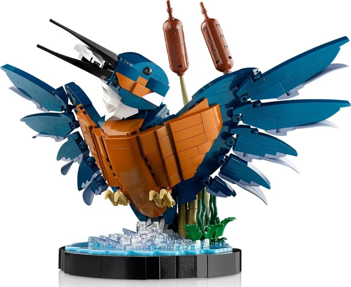 Kingfisher Bird