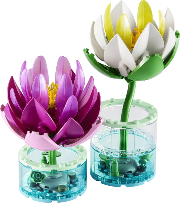 Water Lilies